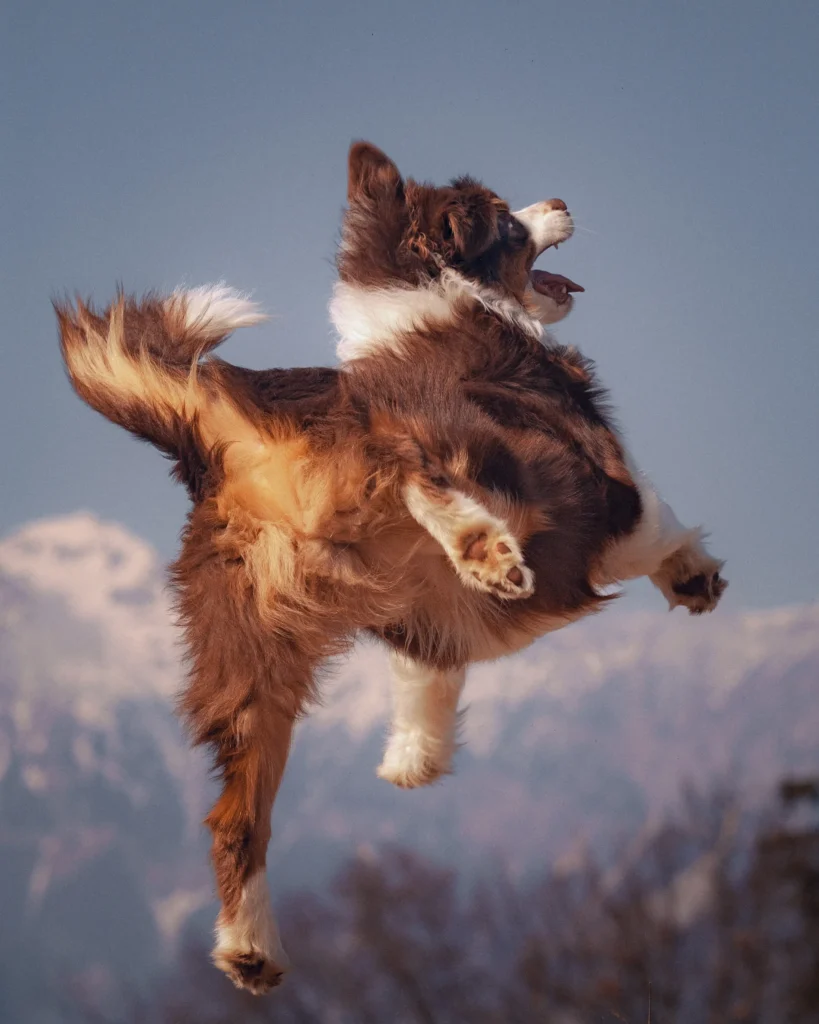 Mana australian shepherd