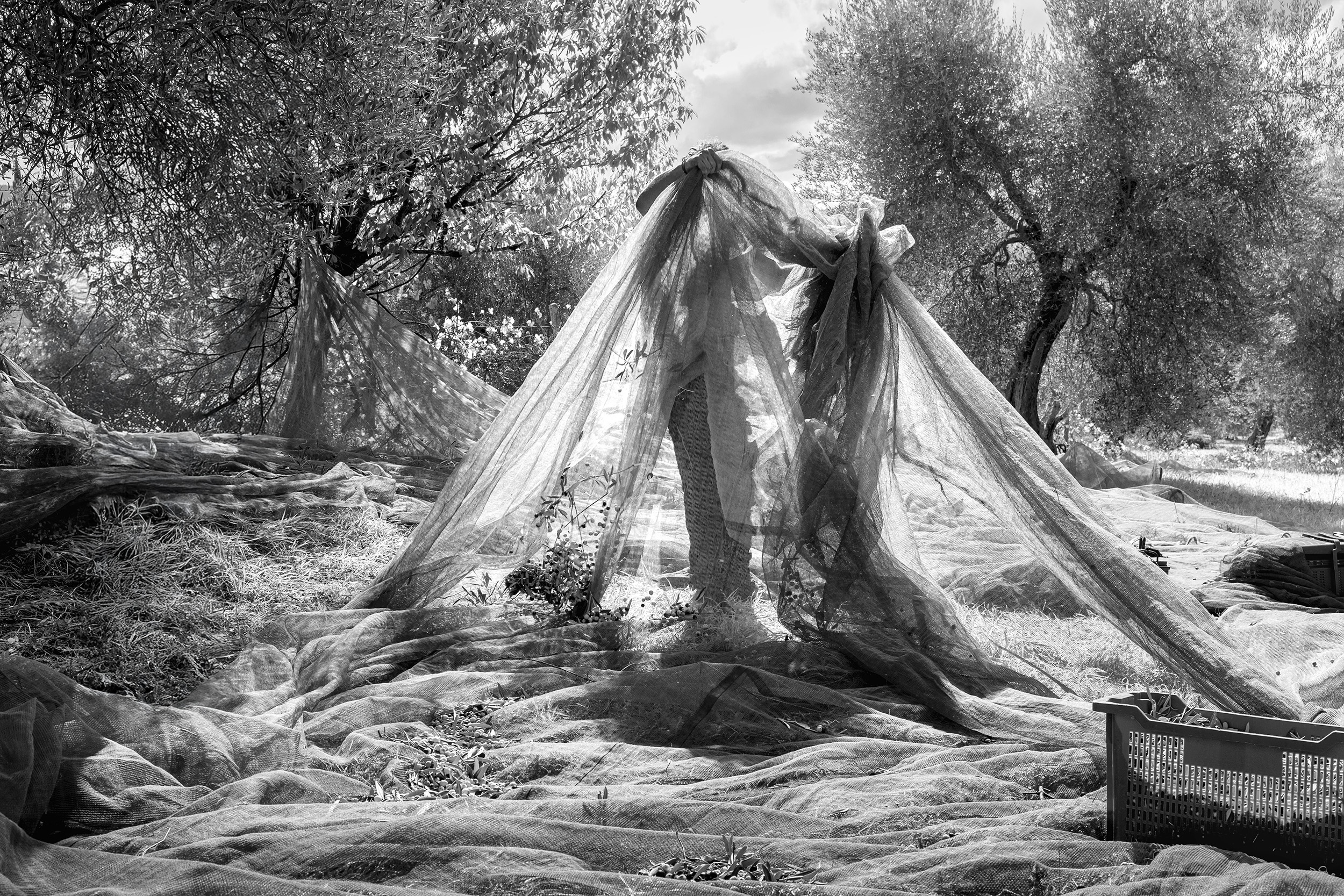 Le rituel de la récolte récolte des olives en toscane