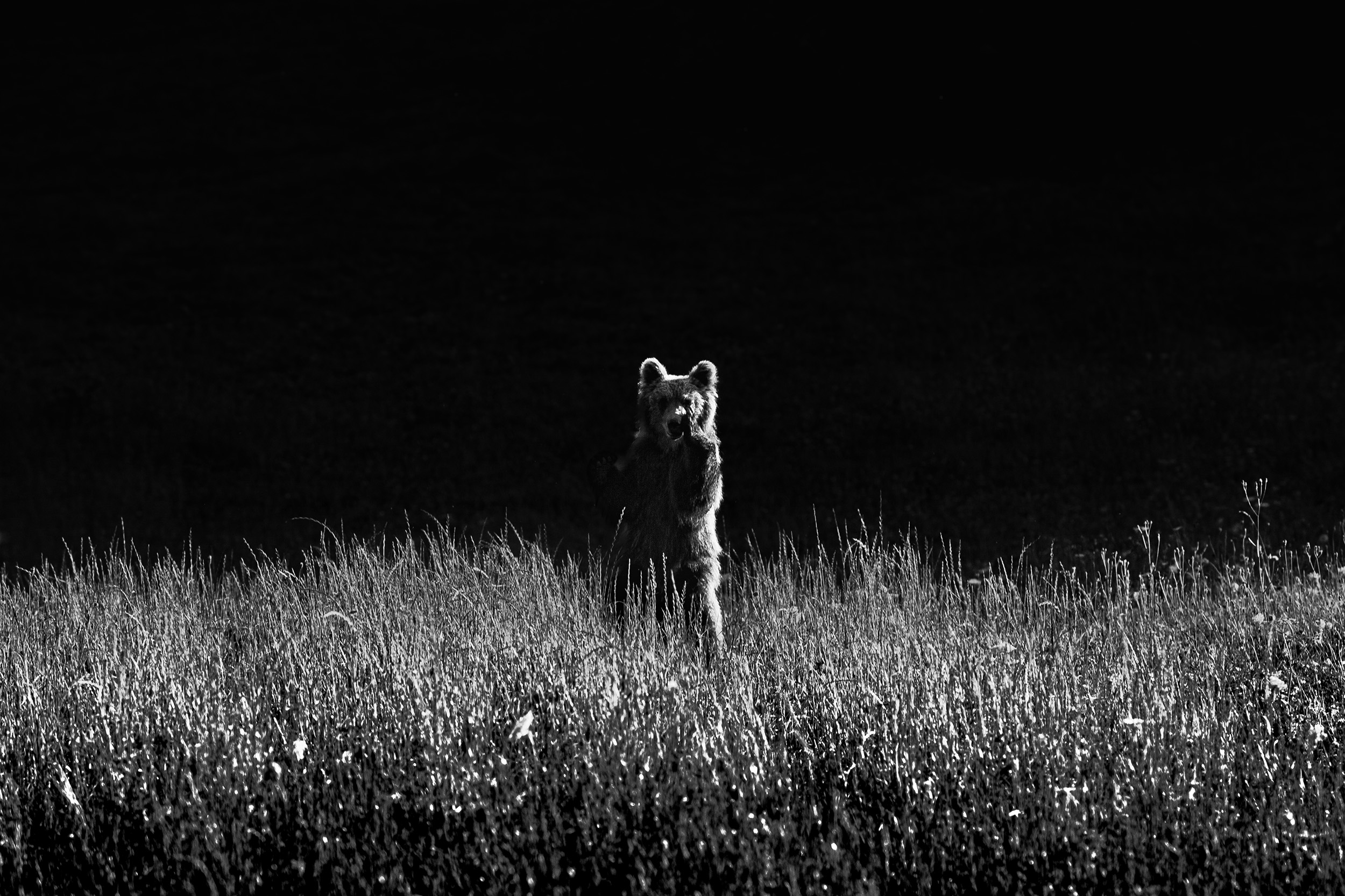 Soudain... il apparut ours photo en noir et blanc