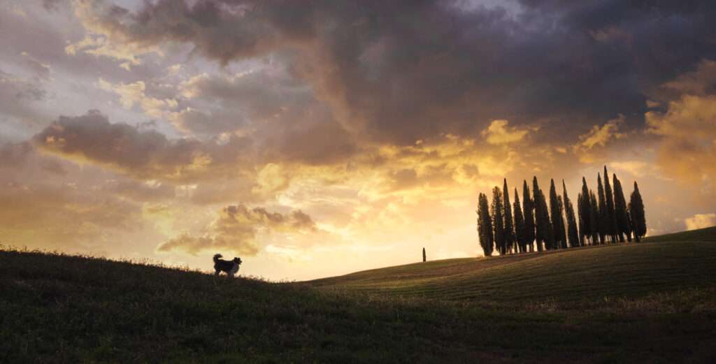 Les célèbres Cyprès de Toscane