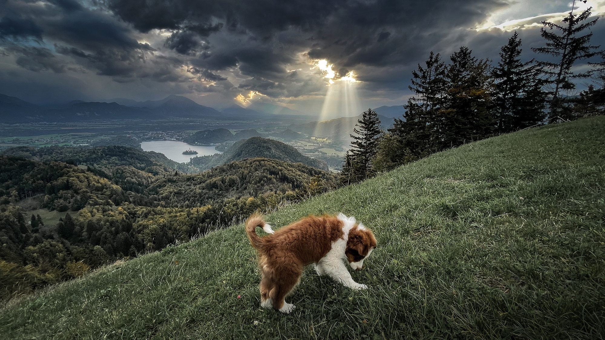 Mana the australian shepgerd Mana the most beautiful australian shepherd dog.