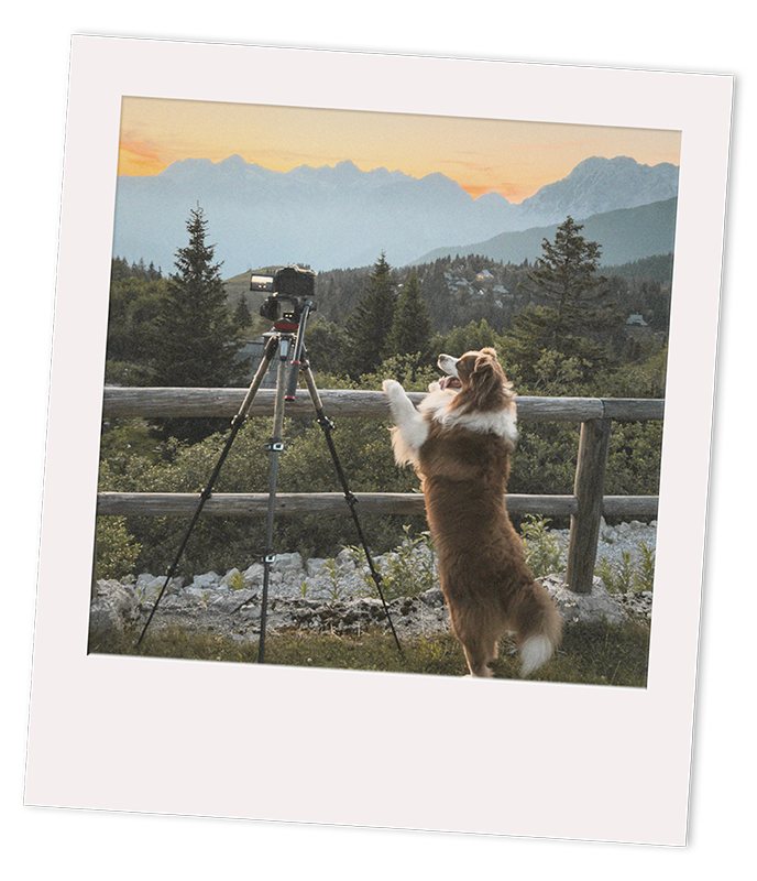 Mana the australian shepherd dog from Tuscany