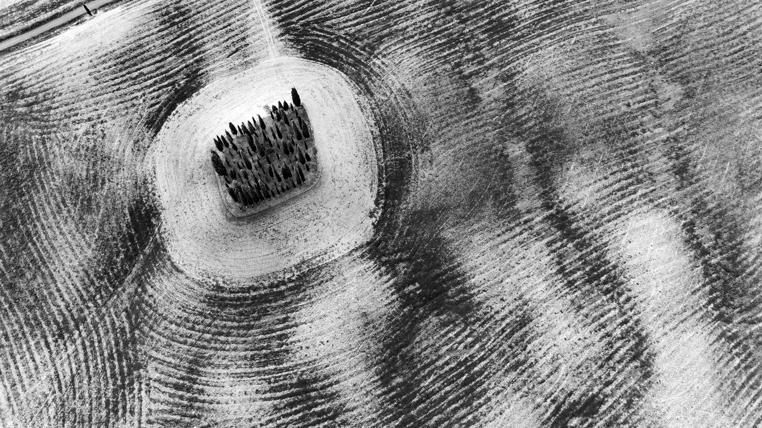San Quirico d'Orcia Cypress Cypress of San Quirico d'Orcia from Above