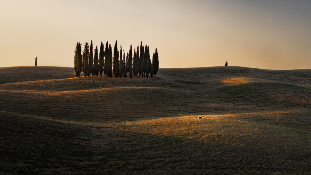 Les célèbres Cyprès de Toscane