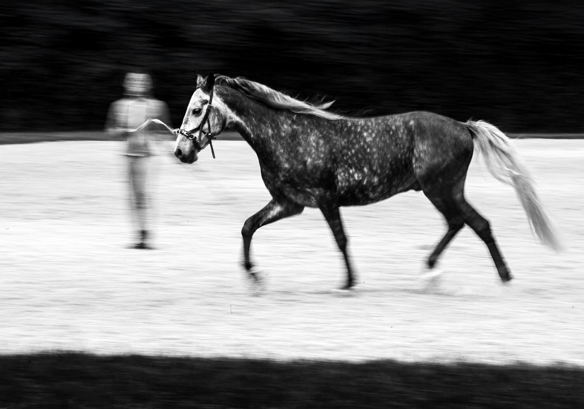 Lipica, the birthplace of the Lipizzan horses Lipica, the birthplace of the Lipizzan horses
