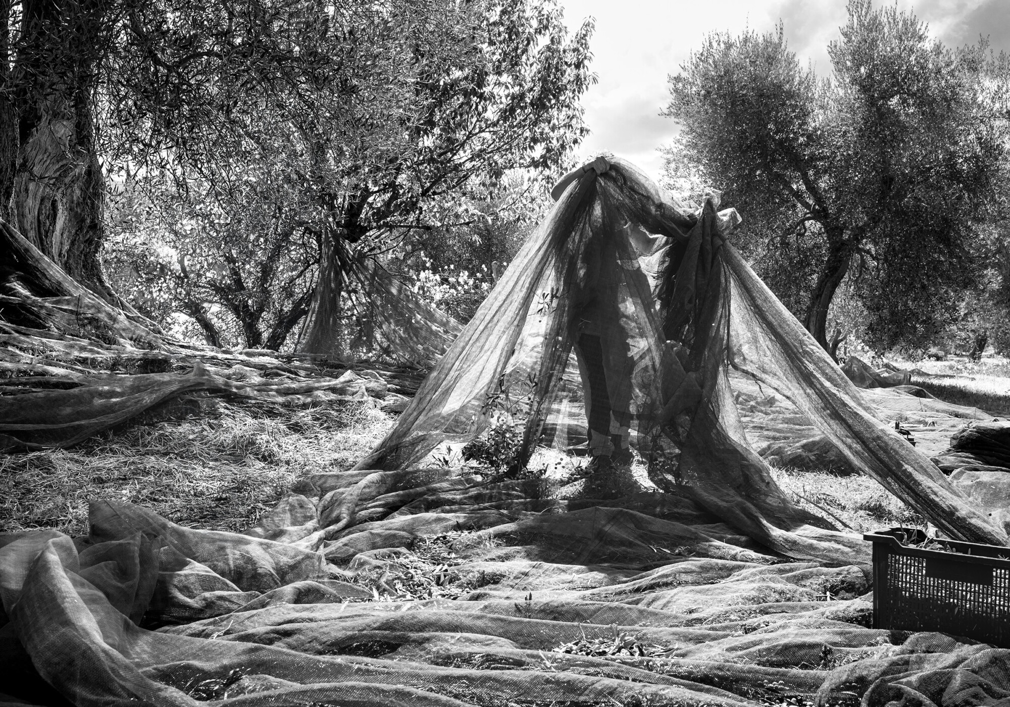 The ritual of the Harvest