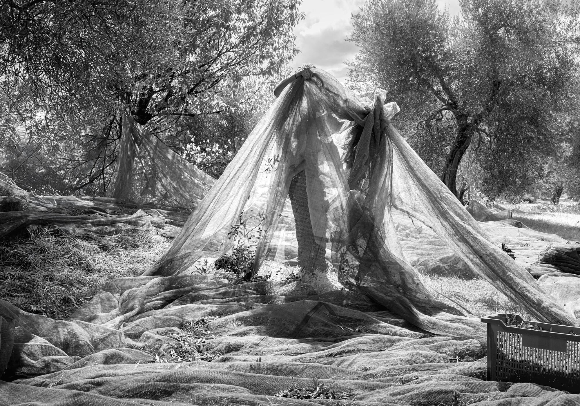 The ritual of the Harvest The olive harvest in Tuscany