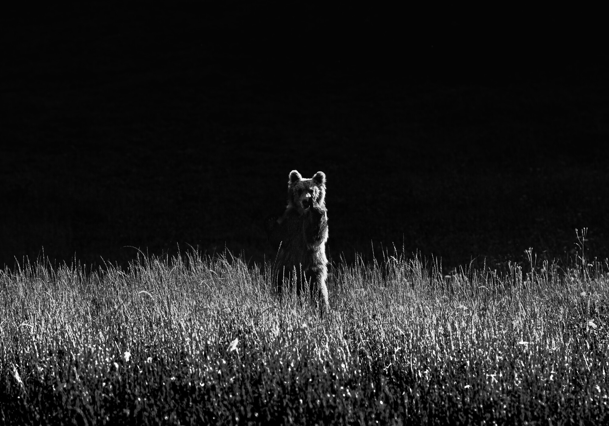 All'improvviso...apparve. Fotografia in bianco e nero di un orso bruno